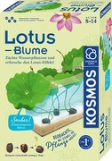 Kosmos Lotus zieds Kosmos Lotus zieds