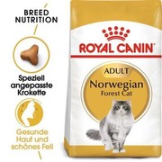 Royal Canin Norwegian Forest Cat Pieaugušais 10 kg Royal Canin Norwegian Forest Cat Pieaugušais 10 kg