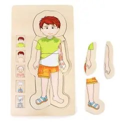 Legler Anatomija zēns 28 daļas Legler Anatomija zēns 28 daļas