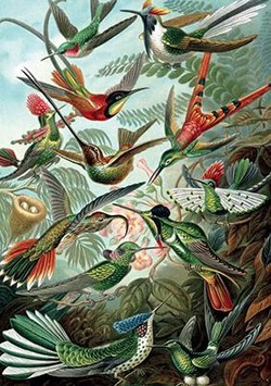 Piatnik Haeckel Kolibris 1000 gabali Piatnik Haeckel Kolibris 1000 gabali