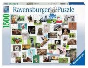 Ravensburger Puzzle Smieklīgi Dzīvnieki Kolāža Ravensburger Puzzle Smieklīgi Dzīvnieki Kolāža