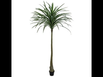 Europalms Dracena zaļš 220 cm Europalms Dracena zaļš 220 cm