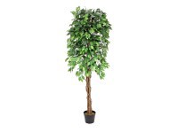 Europalms Ficus-Benjamini Multi-Stamm 180 cm Europalms Ficus-Benjamini Multi-Stamm 180 cm