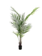 Europalms Lielā lapa-Areca 165 cm Europalms Lielā lapa-Areca 165 cm