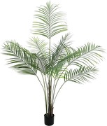 Europalms Lielā lapa-Areca 185 cm Europalms Lielā lapa-Areca 185 cm