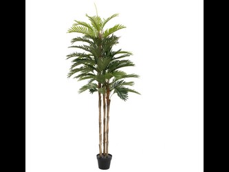 Europalms Kentia palma 150 cm Europalms Kentia palma 150 cm