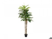 Europalms Kentia palma 180 cm Europalms Kentia palma 180 cm