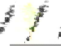 Europalms Areca palma 170 cm Europalms Areca palma 170 cm