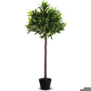 Paperflow Olīvkoks 125 cm Paperflow Olīvkoks 125 cm
