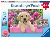 Ravensburger Puzzle Draugi ar kažokādu Ravensburger Puzzle Draugi ar kažokādu