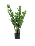 Europalms Zamifolia 70 cm Europalms Zamifolia 70 cm