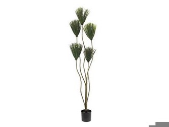 Europalms Papyrus 130 cm Europalms Papyrus 130 cm