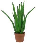 Europalms Aloe-Vera-augs 63 cm Europalms Aloe-Vera-augs 63 cm