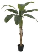 Europalms Banānkoks 145 cm Europalms Banānkoks 145 cm
