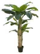 Europalms Banānkoks 170 cm Europalms Banānkoks 170 cm