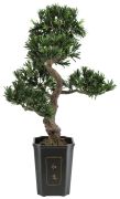 Europalms Bonsai Podocarpus 80 cm Europalms Bonsai Podocarpus 80 cm