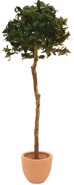 Europalms Lauru koka bumba 180 cm Europalms Lauru koka bumba 180 cm