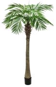 Europalms Phönixpalme luxor 210 cm Europalms Phönixpalme luxor 210 cm
