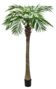 Europalms Phönixpalme luxor 240 cm Europalms Phönixpalme luxor 240 cm