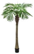 Europalms Phönixpalme luxor 300 cm Europalms Phönixpalme luxor 300 cm